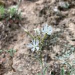 Silene italica Blüte