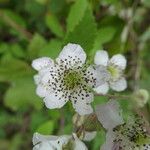 Rubus ulmifolius फूल