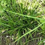 Carex sylvatica 叶