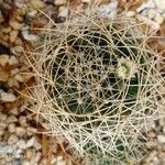 Mammillaria decipiens Foglia