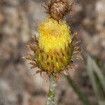 Phagnalon saxatile Květ