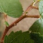 Acalypha californica 葉