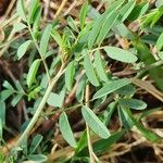 Indigofera arrecta List