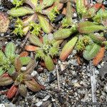Chorizanthe procumbens Cvet