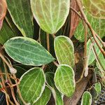 Hoya macrophylla Leaf