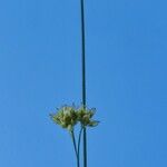 Rhynchospora alba फूल