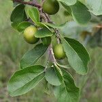 Flacourtia indica Blatt