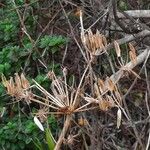 Myrrhidendron donnellsmithii Frukt