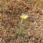 Scorzonera aristata Flower