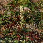 Reseda barrelieri Hábito