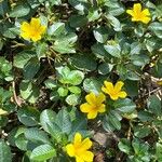 Ludwigia peploides Fula
