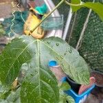 Passiflora edulis Blad