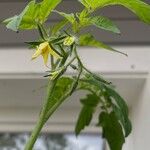 Solanum pimpinellifolium Flor