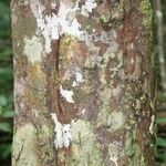 Chrysophyllum pomiferum Corteza