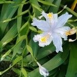 Iris japonicaFlower