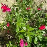 Salvia greggii Çiçek