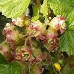 Ribes nigrum Цвят