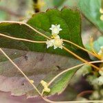 Cuscuta pentagona 花