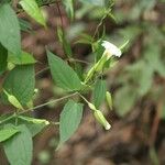 Thunbergia nepalensis Habit