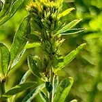 Lespedeza capitataFlower