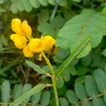 Senna alata Flower