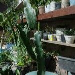 Hylocereus undatus 叶