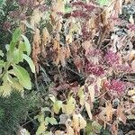 Sedum telephium Habit