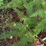 Polystichum setiferum Συνήθη χαρακτηριστικά