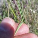 Eragrostis elongata Fiore