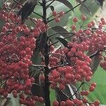 Ardisia crenata Vrucht