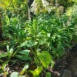 Cardiocrinum giganteum Hábito