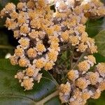 Achillea clypeolata Blodyn