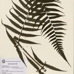 Diplazium andapense Other