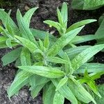 Penstemon pallidus Blad