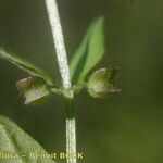Scutellaria minor বাকল