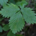 Fragaria vesca Leaf