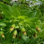 Cerinthe glabra Flor