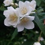 Philadelphus coronariusFlower