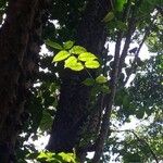Zanthoxylum caribaeum Delienn