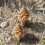 Orobanche rapum-genistae Flower