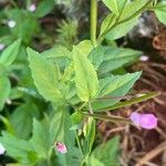 Epilobium montanum Φύλλο