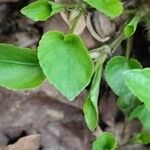 Viola reichenbachiana Leaf