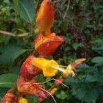 Sanchezia nobilis Flor