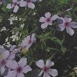 Phlox pilosa Hábito