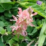 Indigofera hendecaphylla Blüte