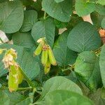 Crotalaria verrucosa 果