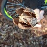 Cedrela odorata Frucht