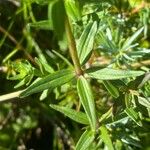 Galium boreale Лист