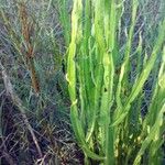 Baccharis trimera Лист