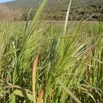 Eragrostis spectabilis Leaf